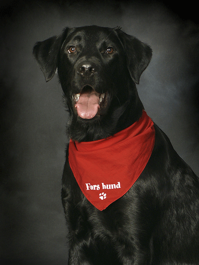 Dyrefotografering - portræt af hund